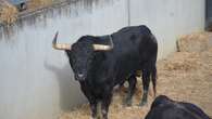 Los toros de Fuente Ymbro ya esperan a Perera, Roca Rey y Rufo en Pamplona (orden de lidia)