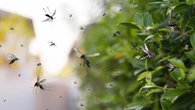 El motivo por el que no se puede matar a los mosquitos más grandes: te arrepentirás