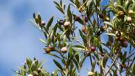 Cómo cultivar un olivo en el jardín para que sus aceitunas sean comestibles, según un jardinero y horticultor