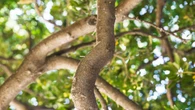 ¿Puedo podar el árbol de mi vecino si sus ramas crecen en mi jardín? ¿Quién es el responsable?