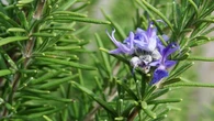 Qué significa que a la planta de romero le crezcan flores y por qué es una buena señal