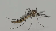 El dengue, la gripe aviar y el Oropuche, los mayores retos sanitarios en América