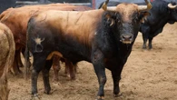 Los toros de Santiago Domecq, listos para dictar sentencia en Sevilla