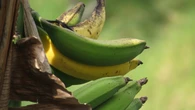Así descubrió que los plátanos de Canarias ahora son más caros que el aguacate: "¿Hasta dónde vamos a llegar?"