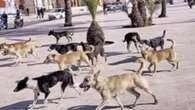 Marruecos desmiente que vaya a matar tres millones de perros callejeros antes del Mundial de 2030