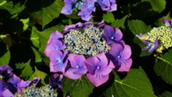 Tres sencillas técnicas para multiplicar las hortensias en tu jardín