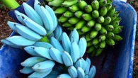 No es ciencia ficción: España tiene un plátano azul que sabe a helado de vainilla