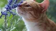 Los gatos pueden reconocer cómo huele su dueño
