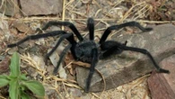 Así es la peligrosa araña australiana que ya ha llegado a Europa: "Menos mal que no llegó a morderme"