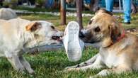 Los veterinarios alertan a los dueños sobre un gesto común que podría perjudicar a su mascota