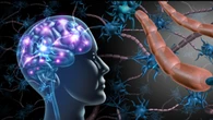 ¿Rendirte o seguir? Esta parte del cerebro toma la decisión por ti