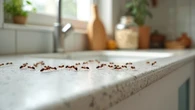 Di adiós a las hormigas en tu cocina: el truco casero que arrasa en los hogares españoles