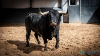 Estos son los imponentes toros para la resaca post isidril hoy en Las Ventas
