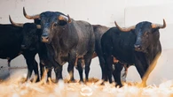 Del encierro exprés a un cartel de altura: estos son los toros que echan el cierre a San Fermin