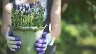 Estas son las plantas que mejor aguantan el verano en España y casi no necesitan riego