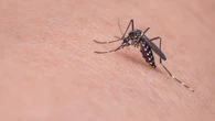 Esta es la razón por la que siempre te pican los mosquitos: la respuesta está en tu olor corporal