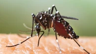 Un virus "rompehuesos" gana terreno en uno de los destinos turísticos favoritos de España