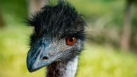 La derrota más humillante de la historia: el día que Australia perdió la guerra contra un grupo de aves gigantes
