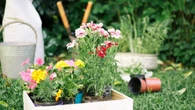Las seis plantas que deberías plantar ya en tu jardín para que repelan a los mosquitos en verano