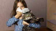 Siamés o bengala, razas que puede tener si es alérgico a los gatos