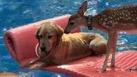 El plan de verano de un ciervo y dos perros que arrasa en TikTok: "Quiero estar en esa piscina"