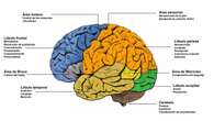 ¿Qué diferencias hay entre un cerebro de izquierdas y uno de derechas?