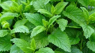 La planta que decora, perfuma todo el jardín y espanta a los mosquitos