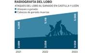 Los ataques del lobo a las cabañas se han disparado un 30% en tan solo dos años