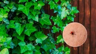 Si deseas mantener las garrapatas alejadas de tu jardín, evita cultivar estas 4 plantas
