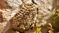 Despídete de las avispas: el remedio sencillo y barato para acabar con el insecto más problemático de tu jardín
