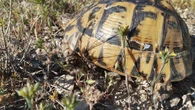 Qué tiene esta tortuga para estar considerada una reliquia biogeográfica y una especie paraguas