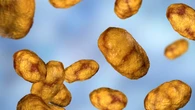 Las bacterias respiratorias "apagan" el sistema inmune para sobrevivir