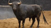 Los toros de Domingo Hernández, listos para la tarde más esperada de Sevilla