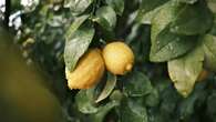 El truco desconocido de los jardineros para hacer florecer limoneros en casa