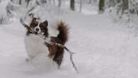 Las sensaciones que experimentan los perros al entrar en contacto con la nieve: haz esto para mejorar su experiencia