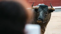 Septiembre devuelve el protagonismo al toro en Las Ventas con desafíos y corrida concurso