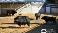 Fuente Ymbro, estos son los primeros toros que se corren hoy, 7 de julio en San Fermín: así es la ganadería