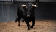Estos son los pavorosos toros de José Enrique Fraile de Valdefresno para el día del santo patrón de Madrid