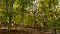 Sierra del Rincón: un refugio de naturaleza y cultura en la Comunidad de Madrid