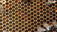 Muere un hombre 63 años por un brutal ataque de abejas en Alcaine (Teruel)