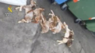 Macabro hallazgo en Serradilla: un vecino tira a un contenedor seis cabritos muertos y uno aún vivo