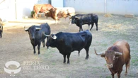Victoriano del Río, estos son los toros que corren hoy en San Fermín: así es la ganadería