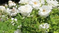 ¿Tus plantas tienen hojas amarillas? Descubre las causas y el truco para recuperarlas rápido