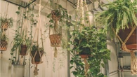 La planta trepadora que tiene flores todo el año: crece rápido y no requiere cuidados especiales