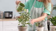 Tus plantas no tienen por qué morir en vacaciones: 9 métodos eficaces para regarlas