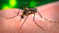 ¿Por qué los mosquitos zumban en nuestros oídos?