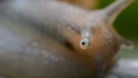 Los ojos de este caracol se regeneran: ¿podrían ayudar a los humanos a hacer lo mismo?