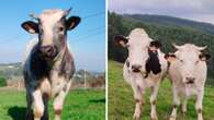 Indignación en Cantabria: rescatan a cinco vacas desnutridas, las alimentan tres años y el juez obliga a devolverlas al maltratador