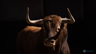 Estos son los agresivos toros de Garcigrande para la primera cita de Morante con Las Ventas
