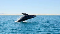 Los científicos alertan tras observar un preocupante nuevo comportamiento de las ballenas: “Estamos viendo condiciones que sugieren una continuación”